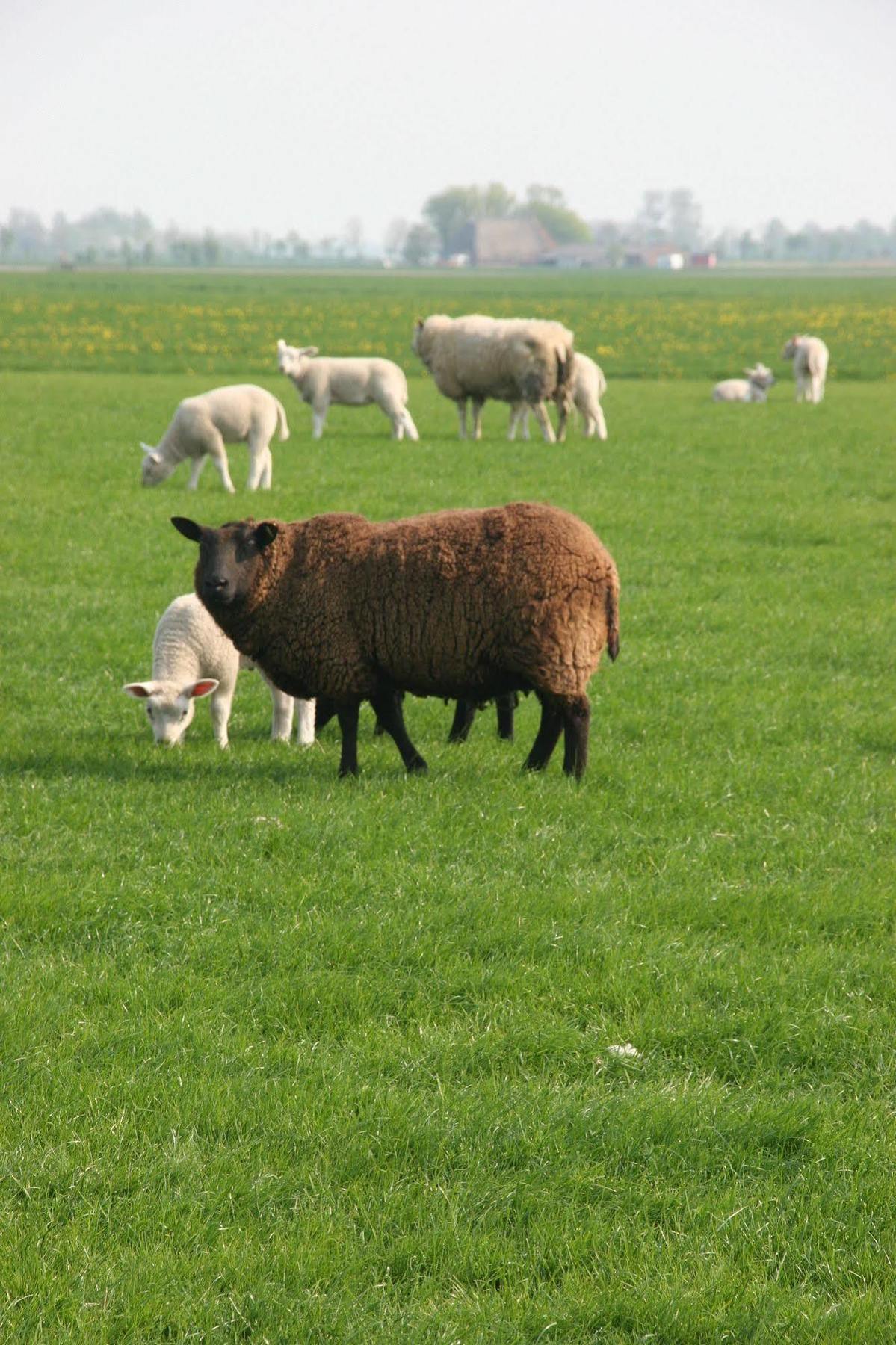 Countryside Eco Natuurhuisjes Ee Exterior photo